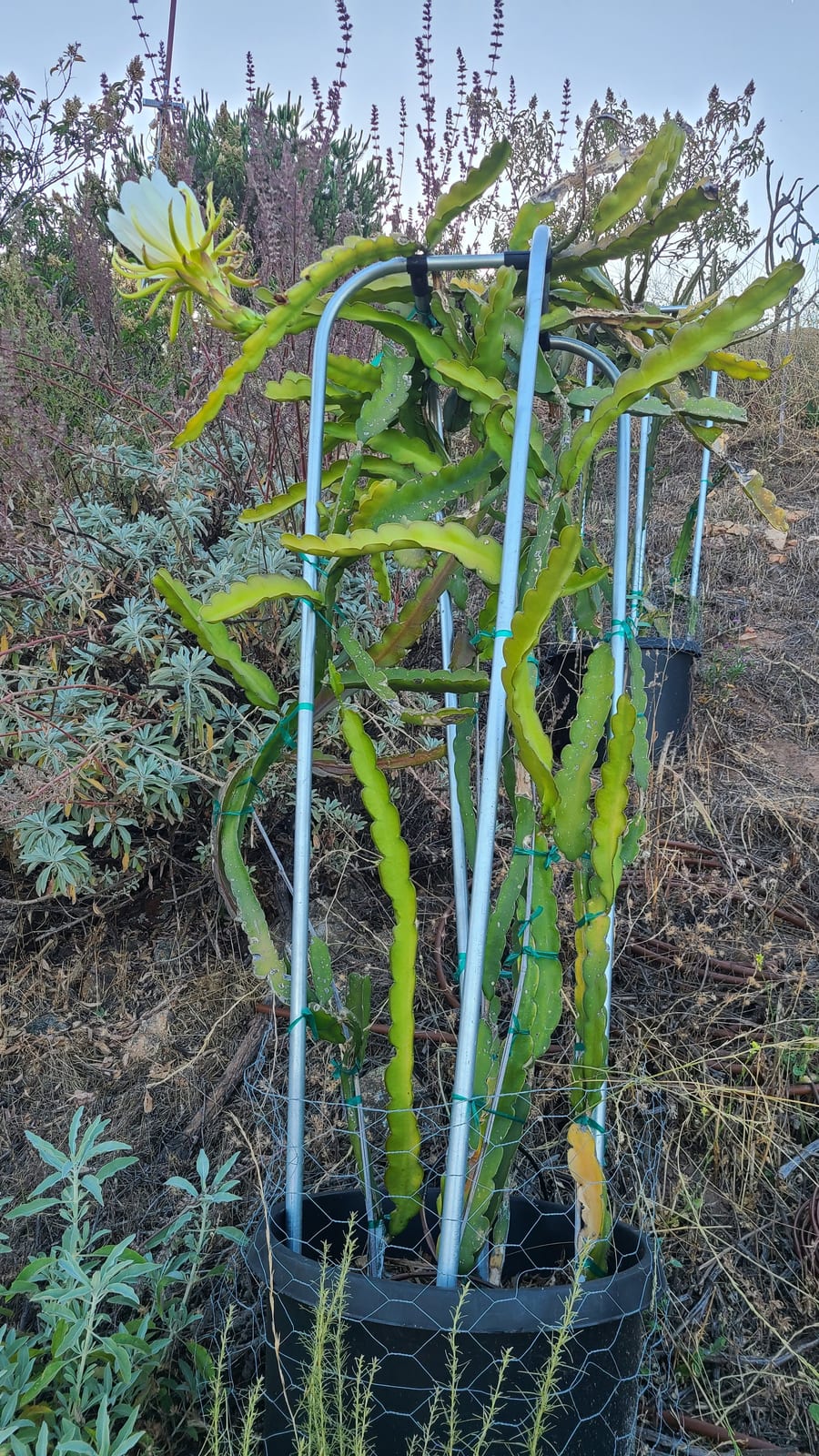 Red Jaina Dragon Fruit: Flavor, Pollination & Alternatives