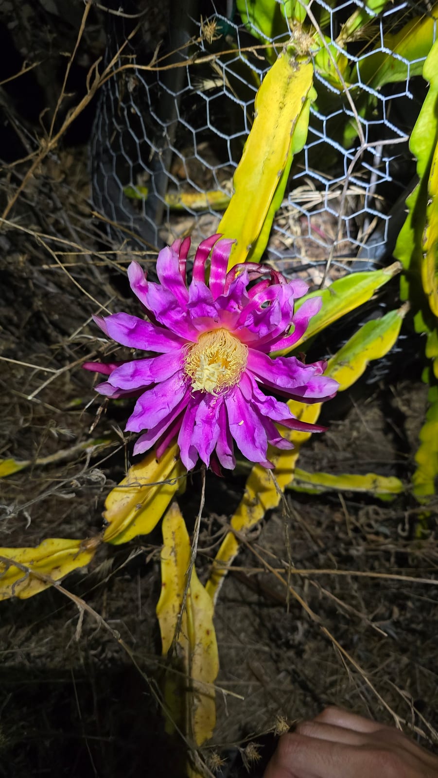 Royal Red Dragon Fruit: Flavor, Growth & Alternatives
