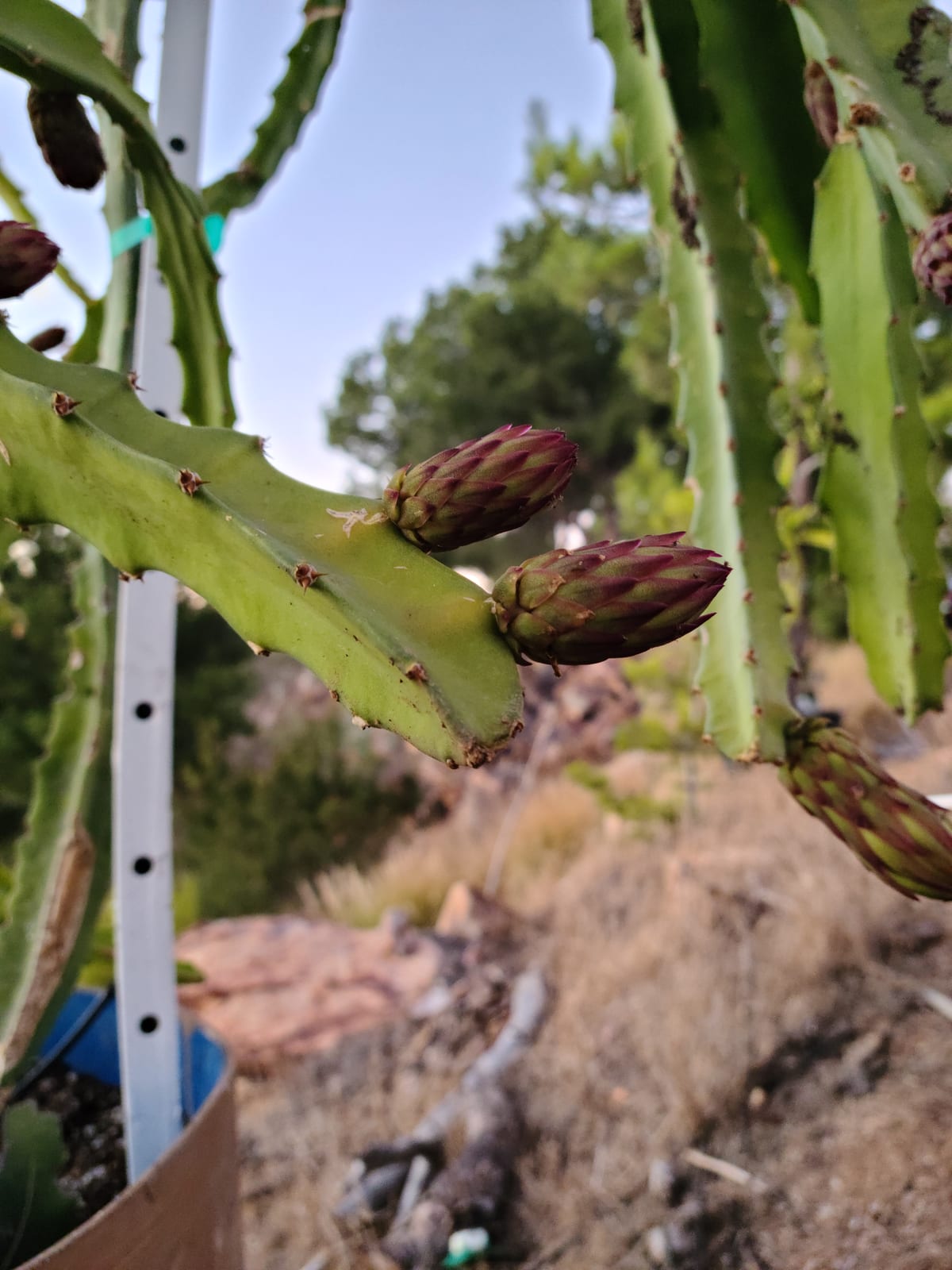 San Ignacio Dragon Fruit: Taste, Pollination & Growing