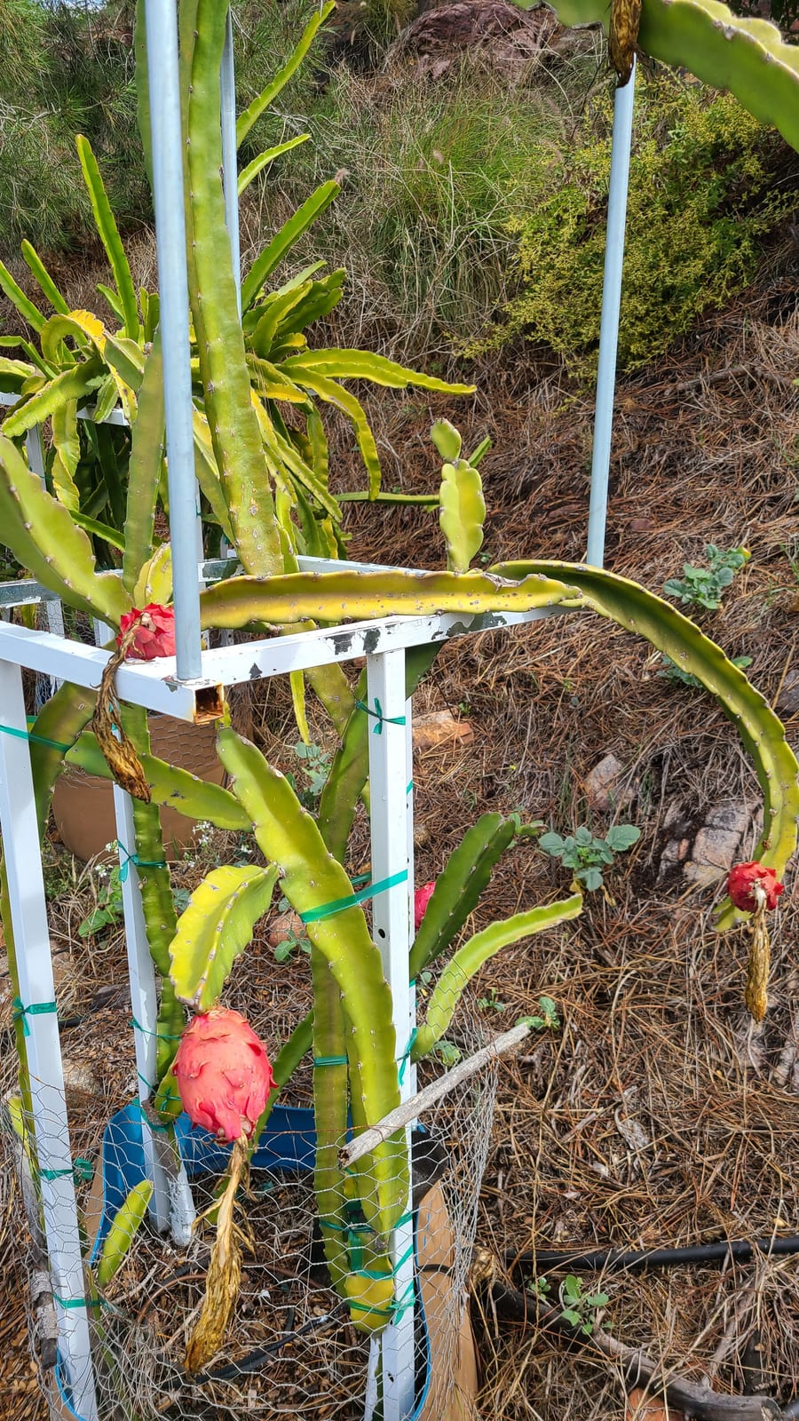 Dragon fruit growing at the Sky Botanicals farm