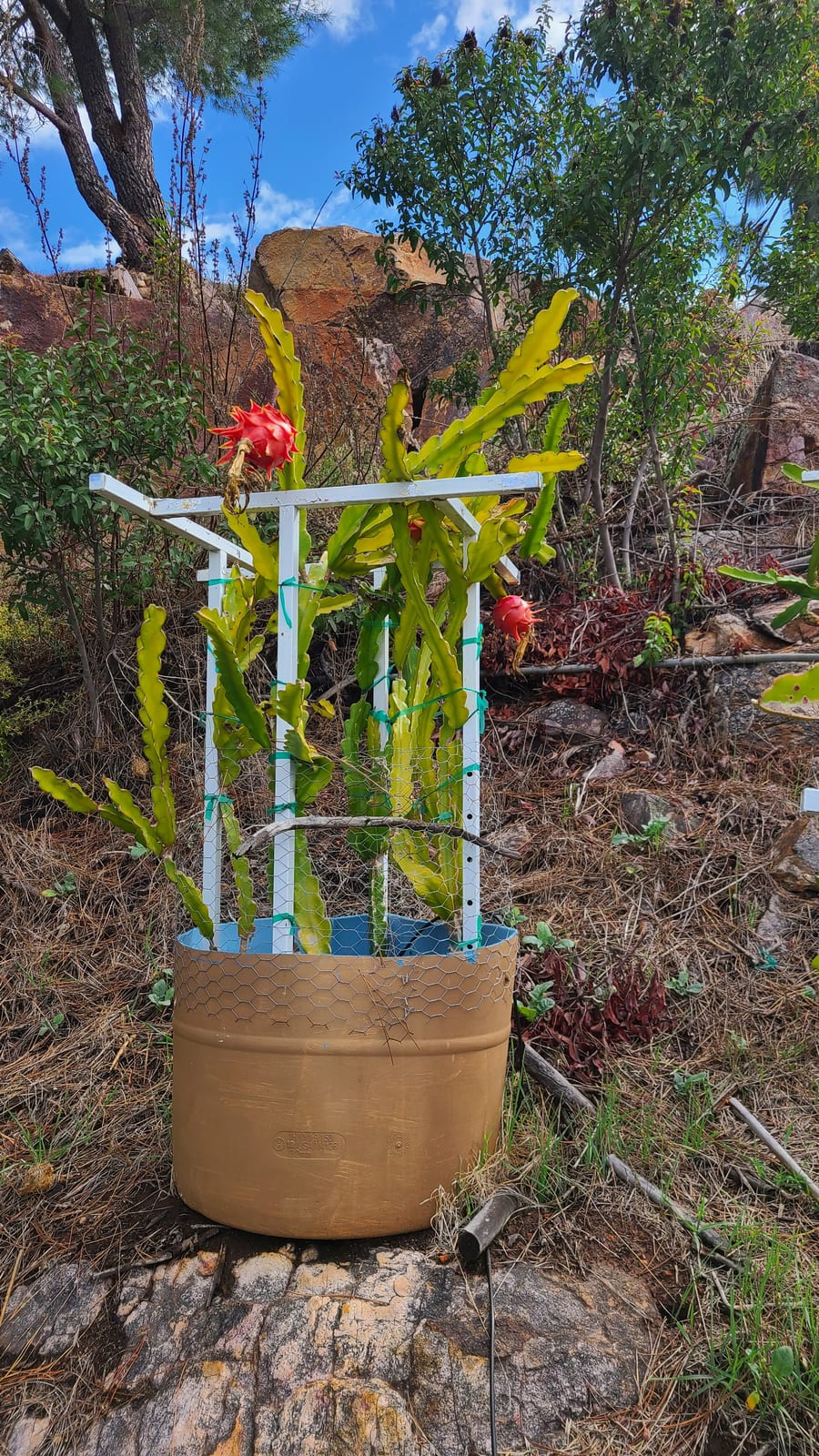 Dragon fruit stems on the trellis at the Sky Botanicals farm