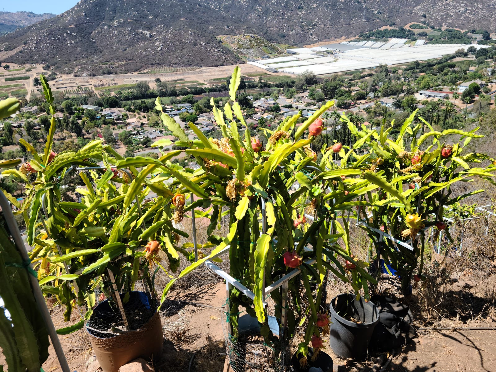 How to Root Vietnamese White Dragon Fruit Cuttings
