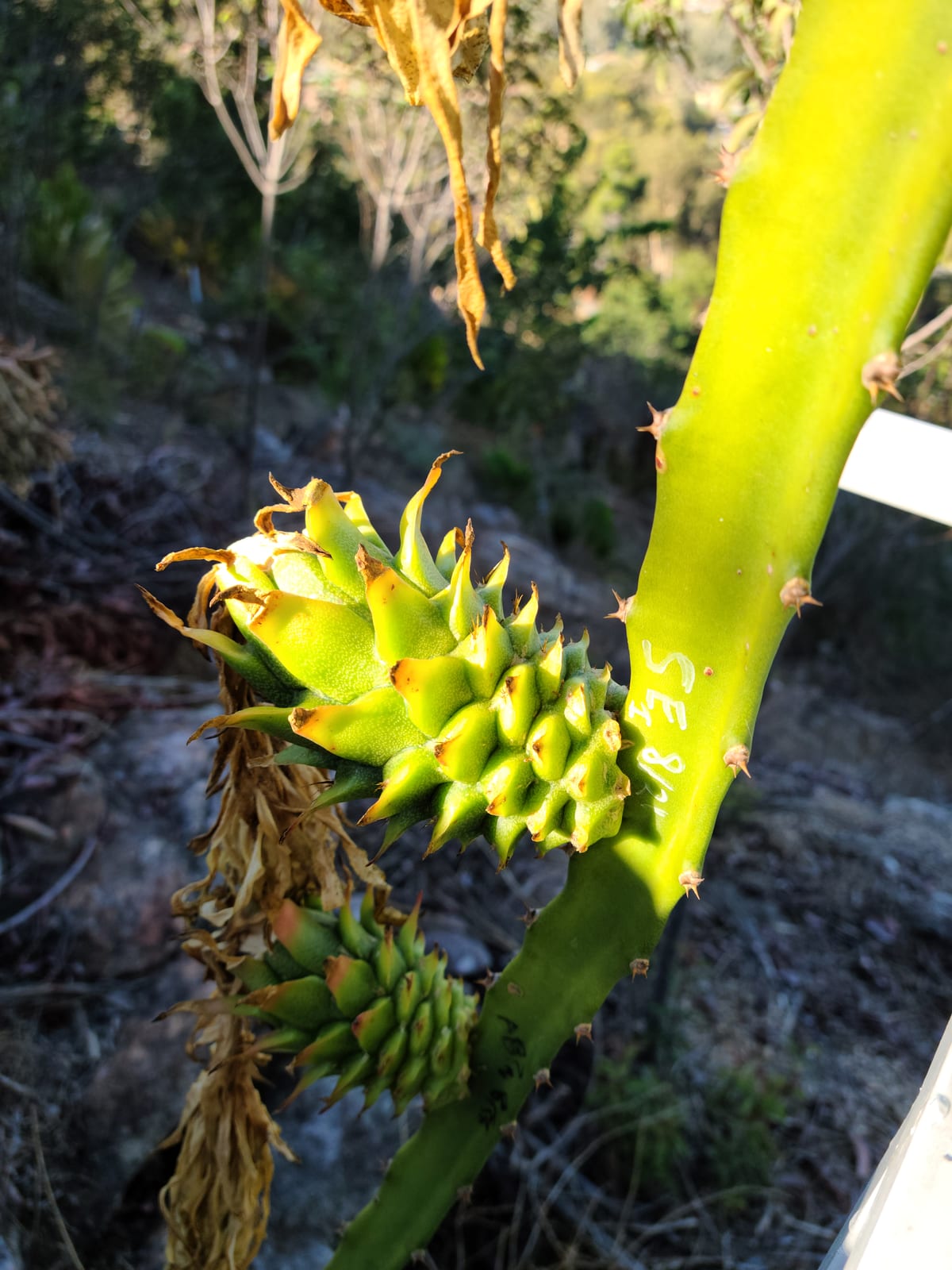 Voodoo Child Dragon Fruit: What You Need to Know