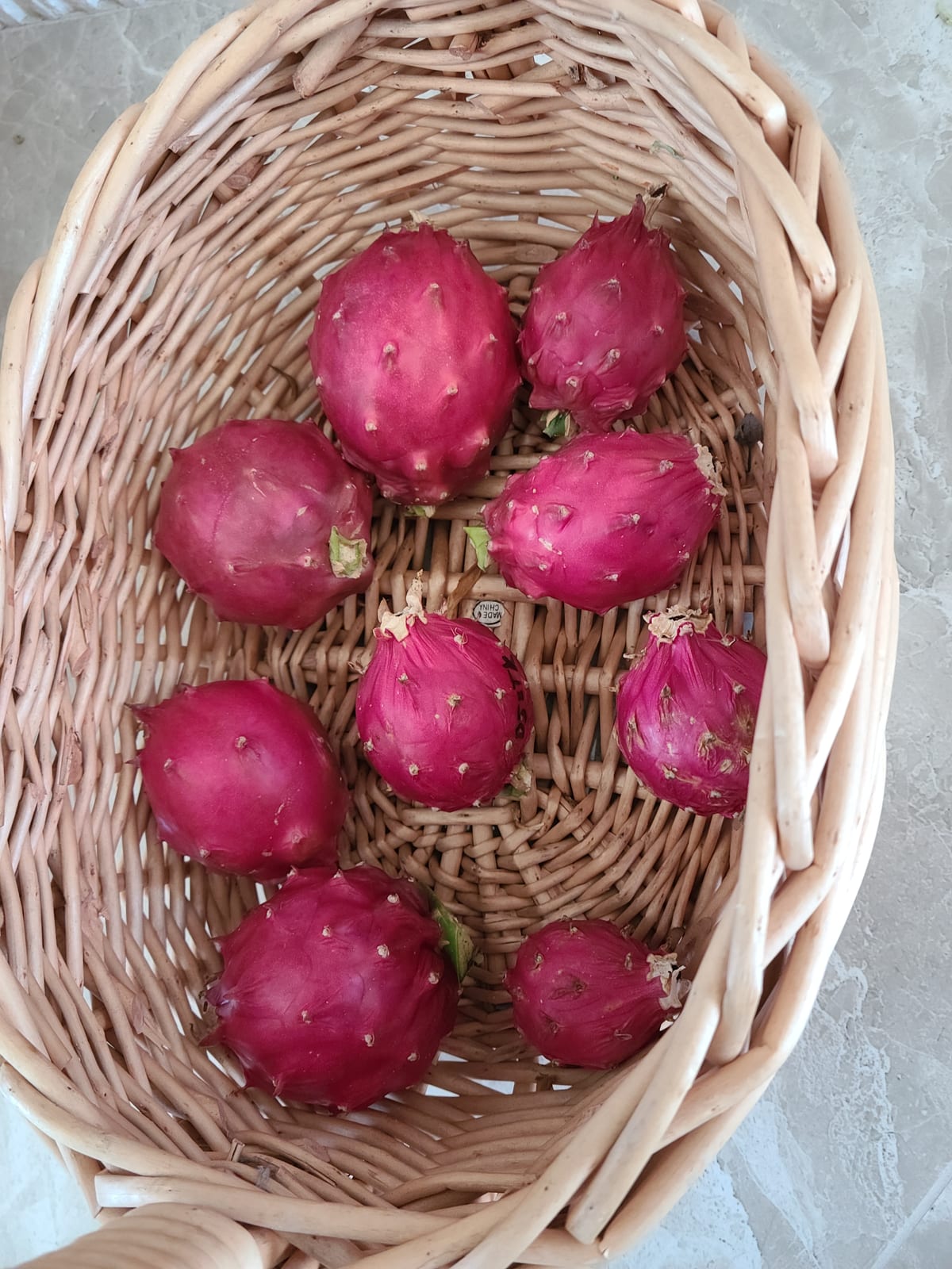 Palora Yellow Dragon Fruit Cutting: Cold Hardy & Sweet