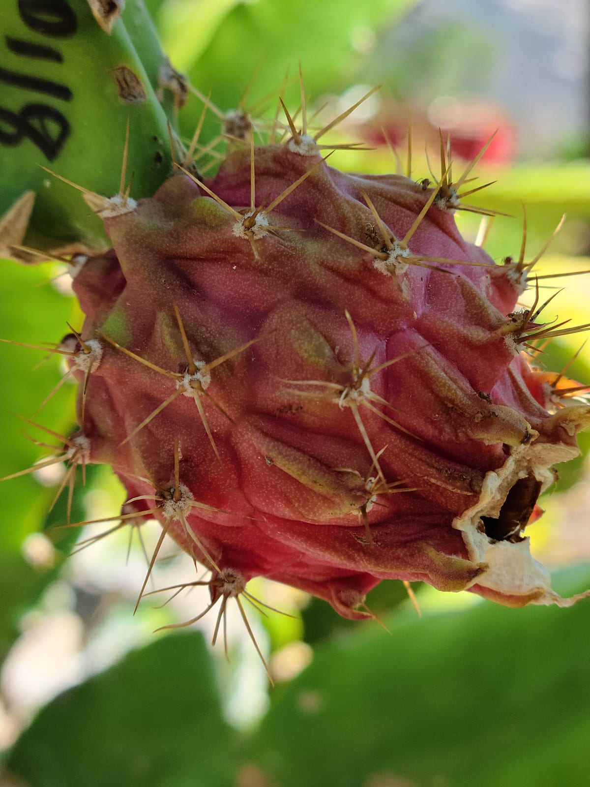 Dragon fruit growing at the Sky Botanicals farm