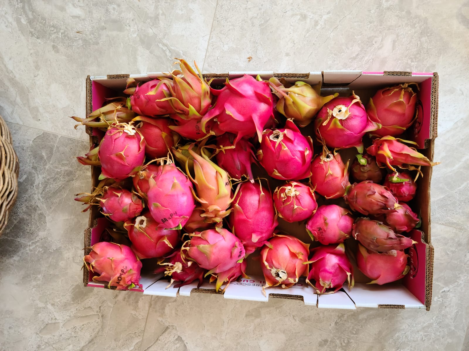 Dragon fruit growing at the Sky Botanicals farm